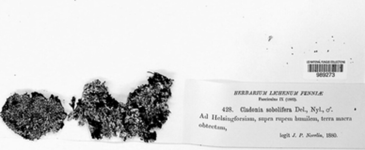 Cladonia sobolifera image